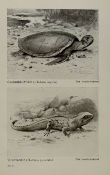 1926 - Suppenschildkröte, Brückenechse / Bindenwaran, Flugdrache - alter Druck